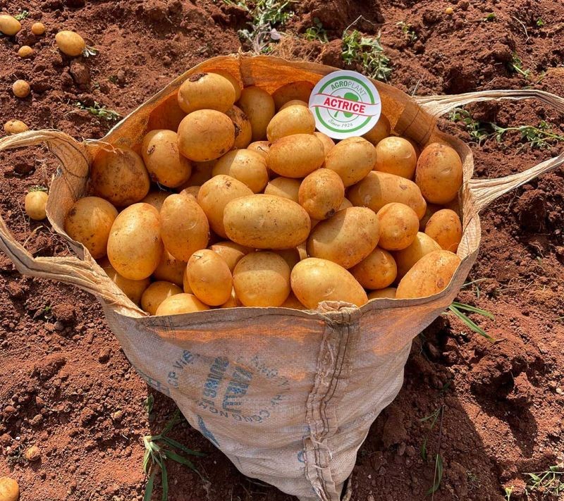 Announcing the Actrice potato variety - an important step in the agricultural development of the Central Highlands