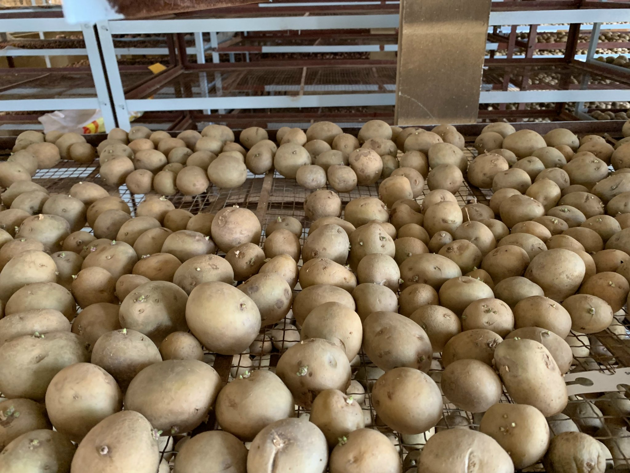 Announcement of HCIP210 Potato Variety - Important event for Vietnamese Farmers