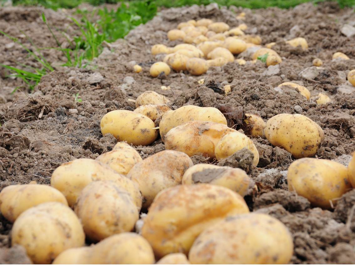 Potato Varieties